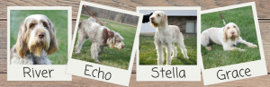 Why Choose Small In-Home Breeders for Your Spinone Italiano Puppy? 